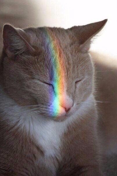 Коты и Кошки