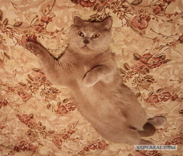 Котовторник
