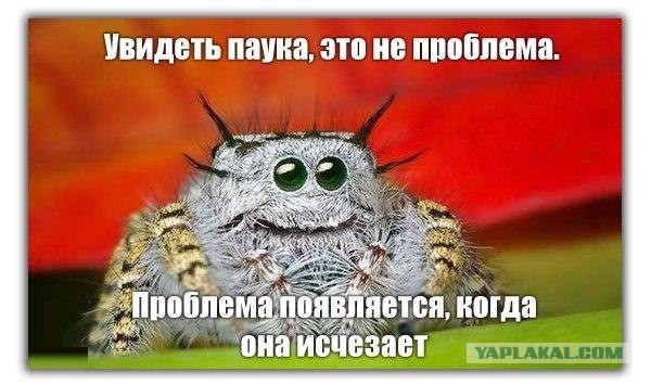 Расправа паука с застрявшей в паутине жабой