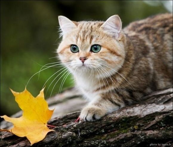 Прикольных котов пост