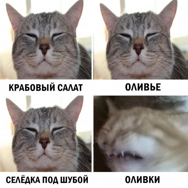 Прикольных котов пост