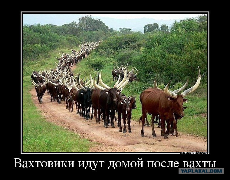 вахтовики возвращаются домой фото онлайн вахтовики возвращаются домой фото