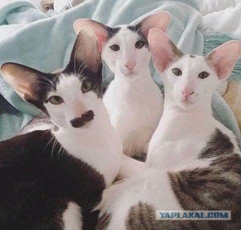 Незаменимых нет, уйдет этот Путин - найдете другого