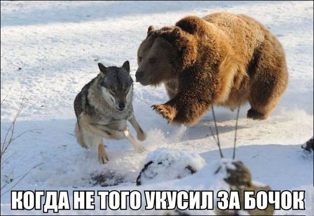 Живность из сети