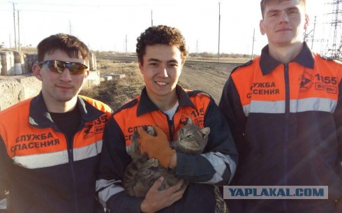 Карагандинская "Служба спасения" спасла жизнь кошке, вытащив ее из отверстия в бетонной плите