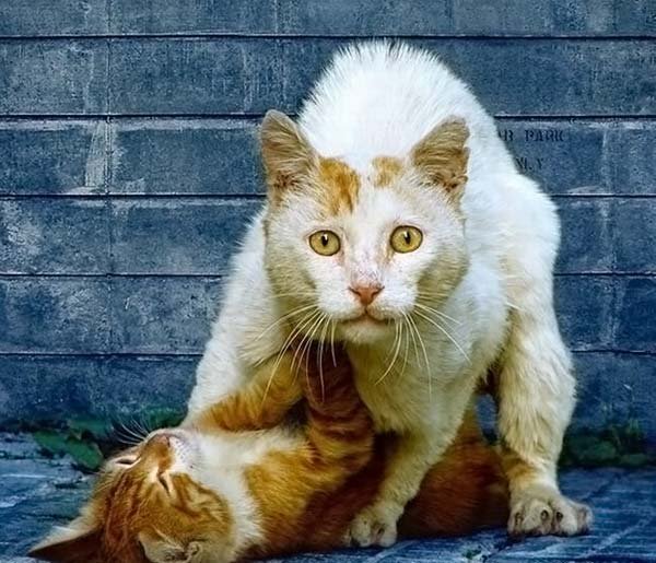 Забыли котовторник? А вот он!
