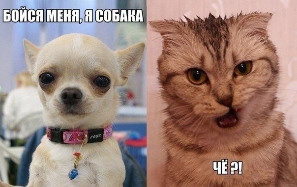 Кошки или собаки?