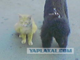 Первый котовторник июля