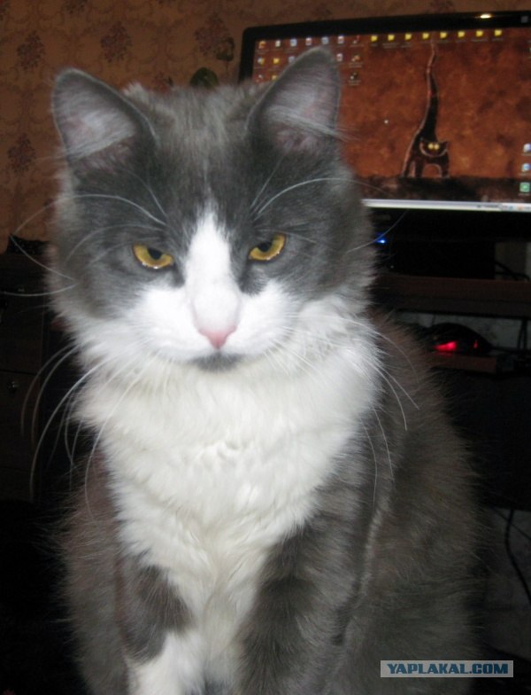 Коты до и после