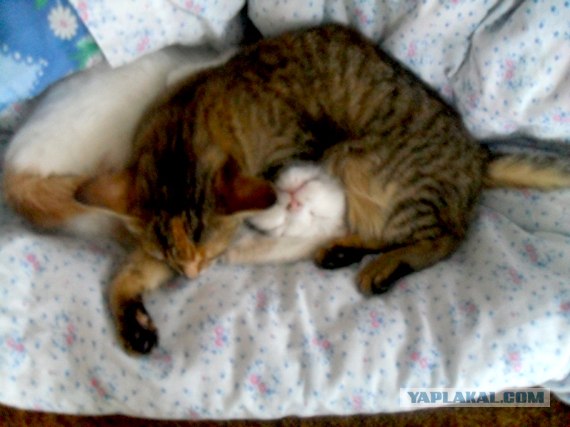 Котовторник (31.01.2012)