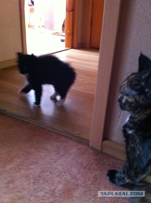 Котовторник 29.05.2012