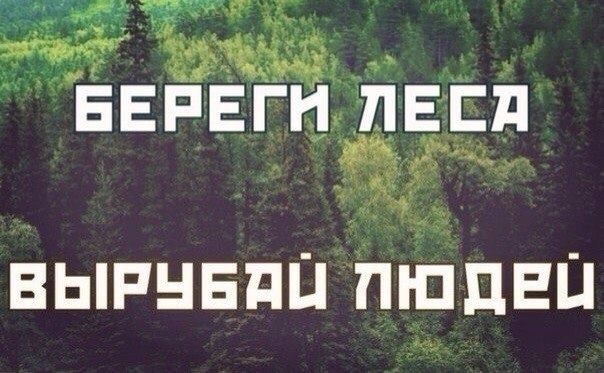 Актуальные карты лесного покрова