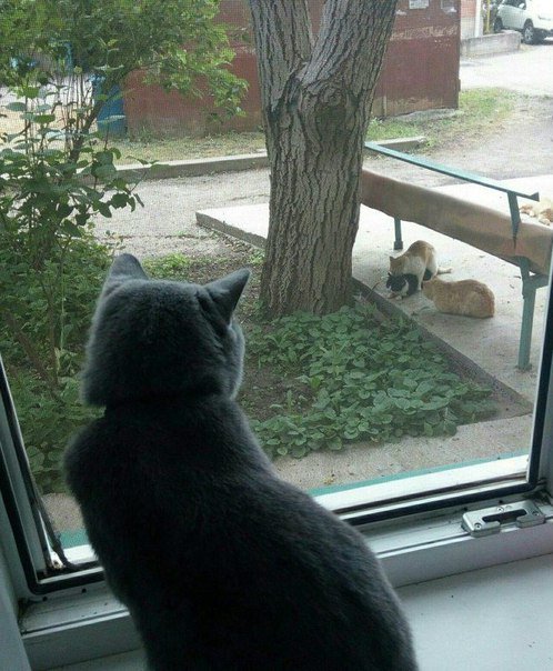 Мы маленькие котики, нам хочется гулять!