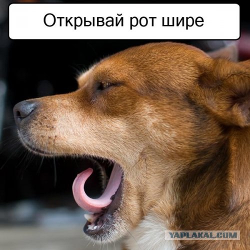 Спорим, зевнешь?))) (28 фото)