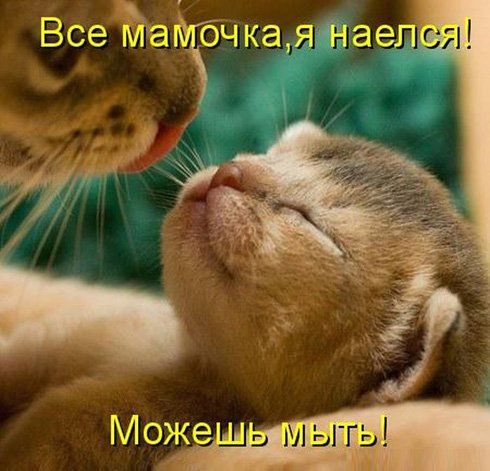 Картинки с котами и про котов