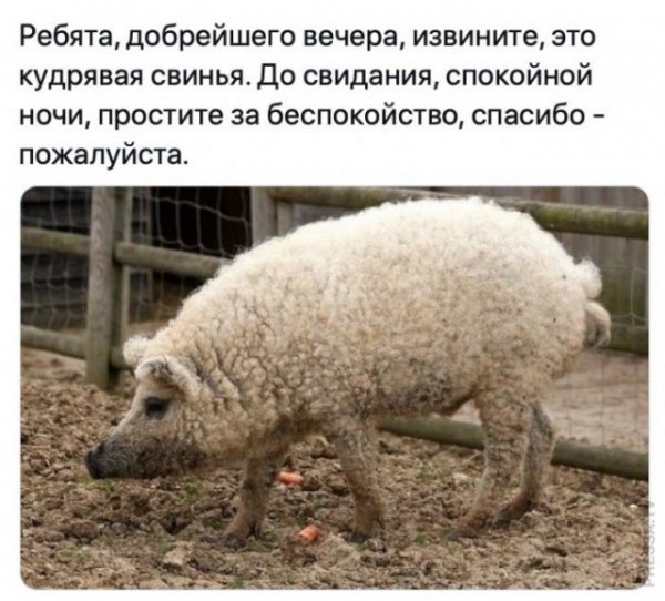 Прикольные и просто красивые картинки 09.05.2021