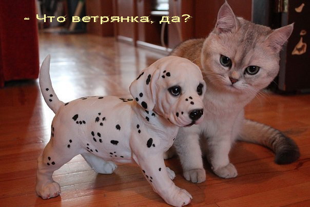 Всемирный день кошек