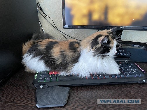 Котовторниковское
