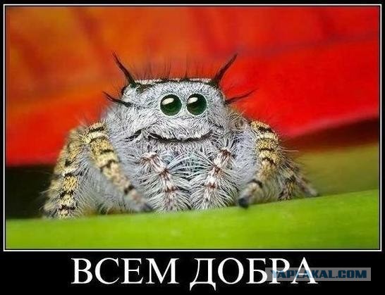 Дружба животных