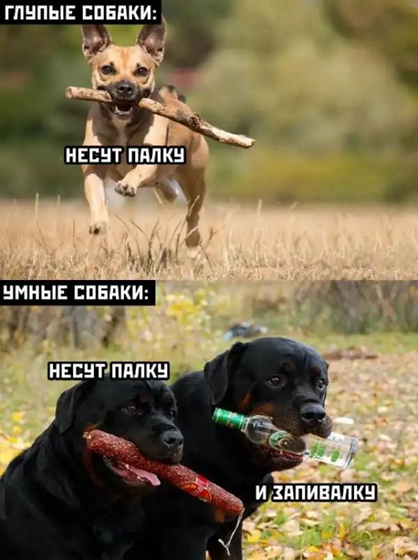 Заметки начинающего алкоголика