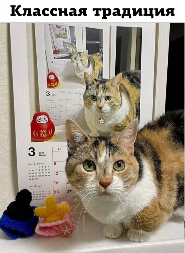 Жизнь домашнего приюта "Котоленд" 419