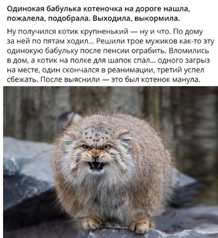 10 любопытных фактов о манулах, которых вы не знали