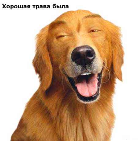 наркодилер