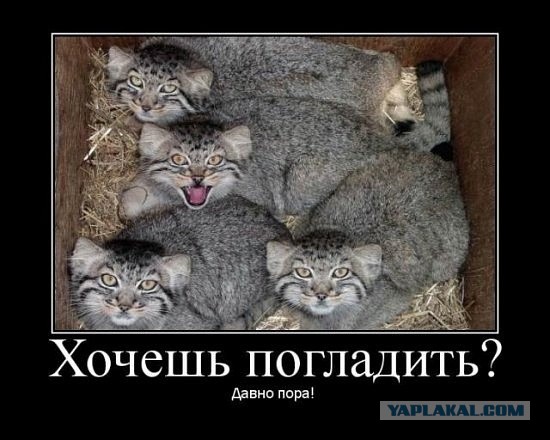 Погладь манула! Погладь манула сцуко!