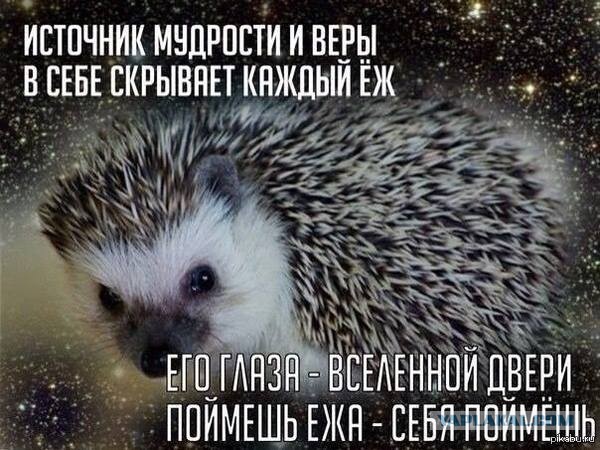 Гоните их как увидите: Почему появление ежа на участке это тревожный сигнал для хозяев?