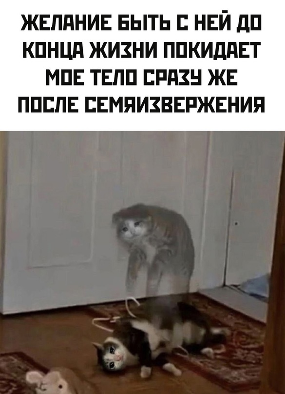 Весёлый полтшок 09.05.24