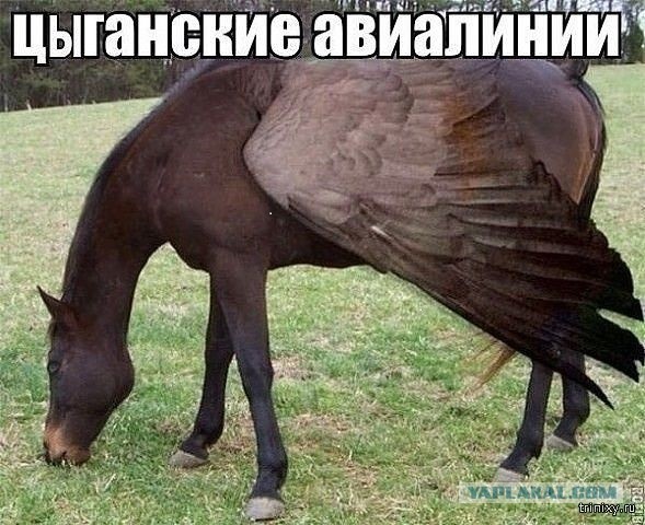 Авиабилеты в России могут резко подорожать из-за сбора Росавиации