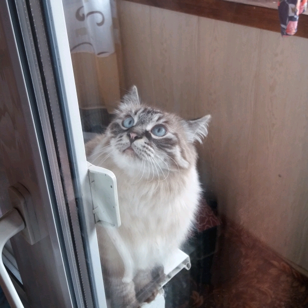 Котовторник 31.12.2024. Последний котовторник года