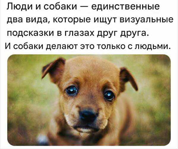 Сегодня отмечается Международный день собак