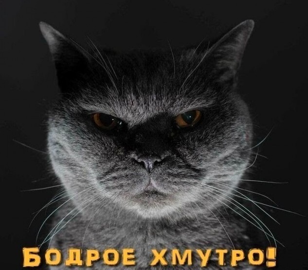 К котовторнику: подборка картинок-баянов с котиками и про котиков. Выпуск 23.