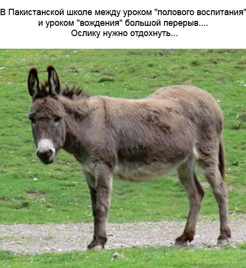 Картинки для деградации 237 (разной степени свежести)