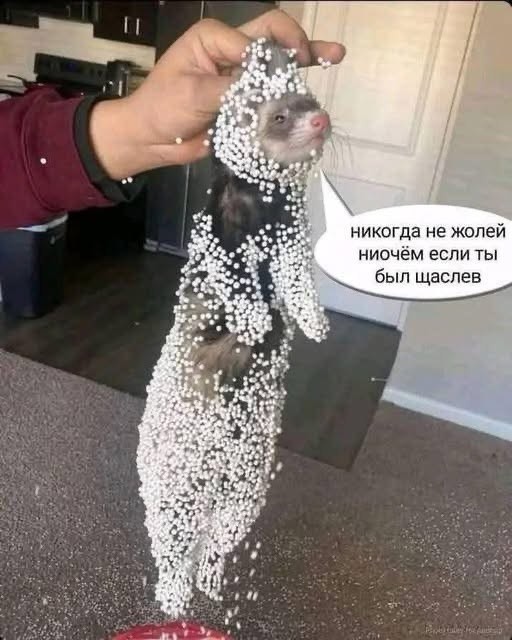 Собака дождалась