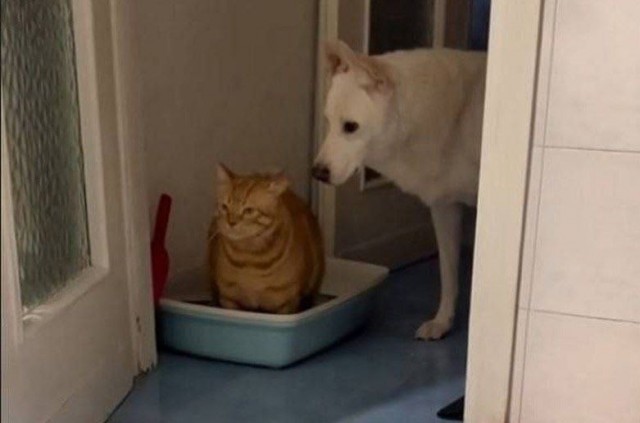 Всемирный день котиков.