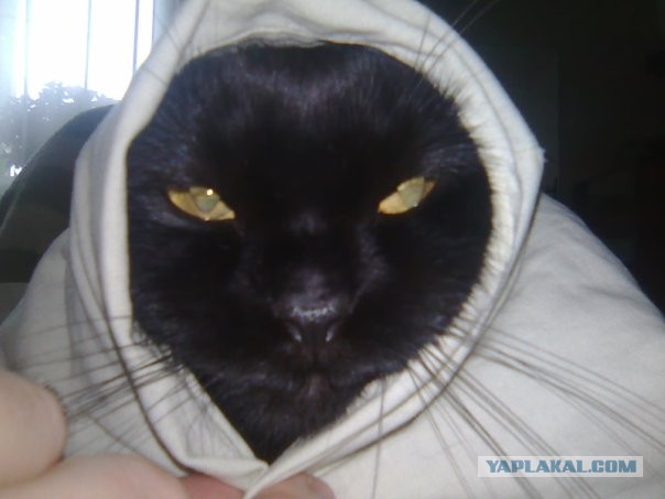 Котовторник 17.09.2013