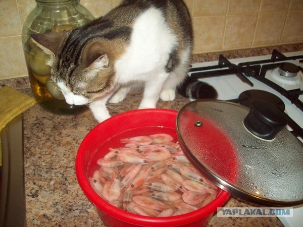 Моё котэ жрёт креветку