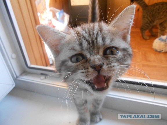 Котовторник 29.04.14.
