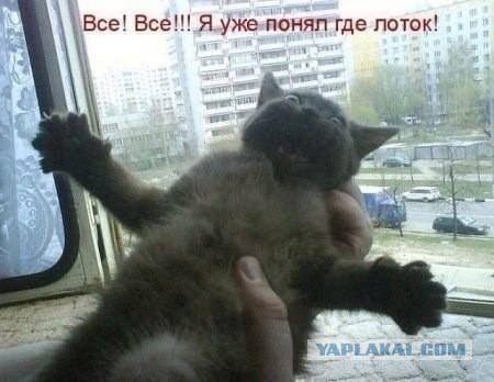 Веселые картинки