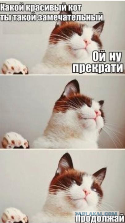 Котэ, которых застали врасплох