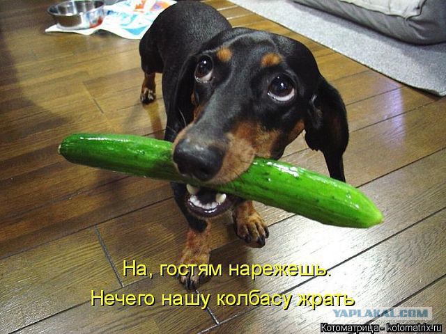 Картинки из этих ваших интернетов