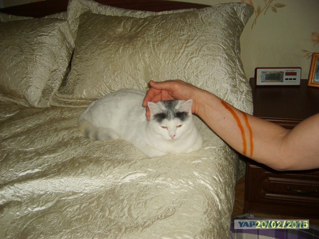 Котовторник.