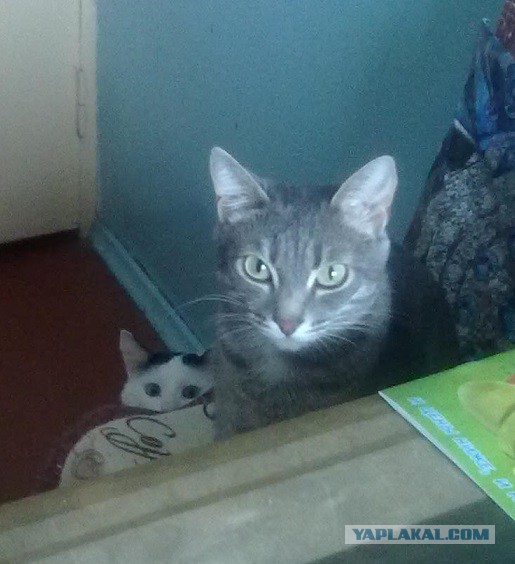 Котовторник 31.03.2015