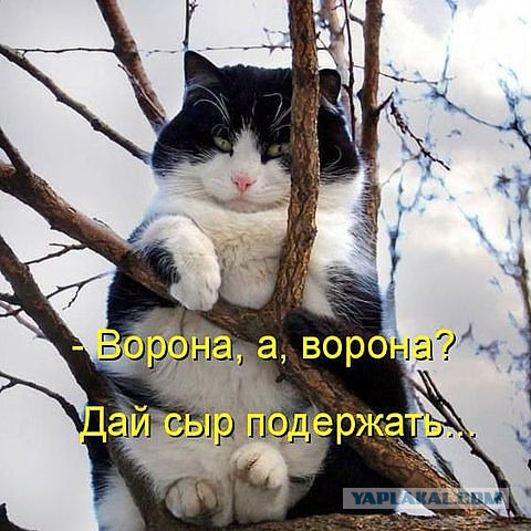25 котофотоприколов.