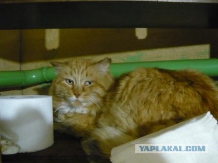 Самое полезное место в доме