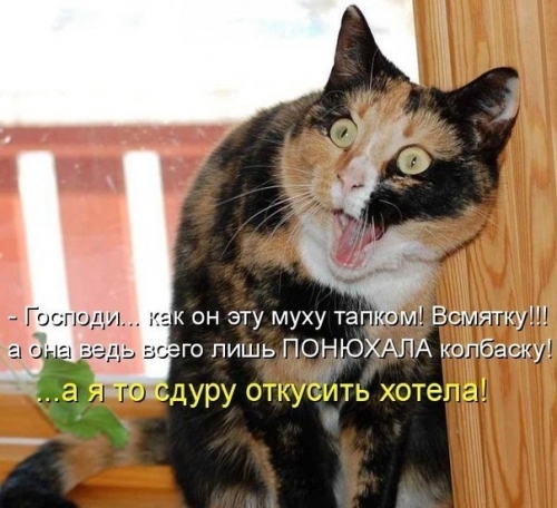 Котовторник
