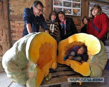 Картинки из сети
