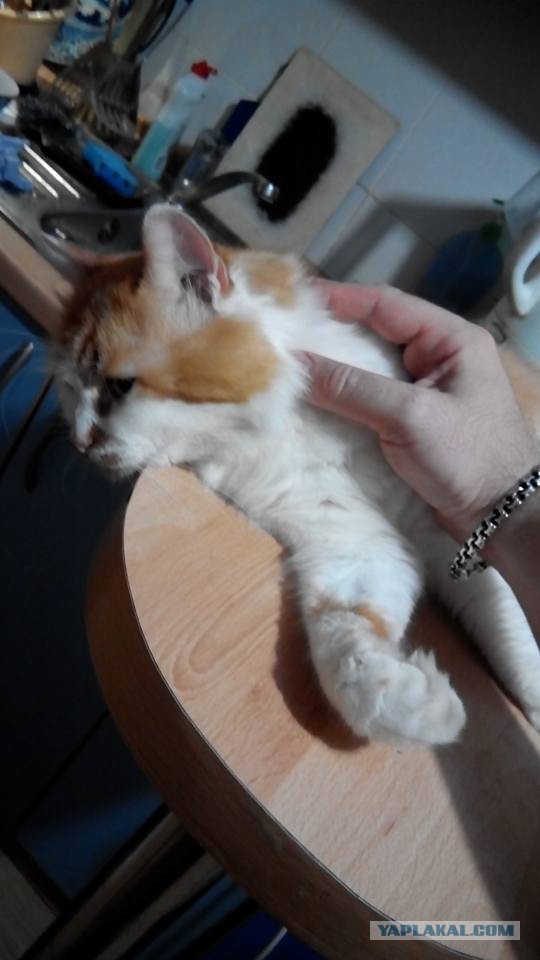 Котовторник 03.11.2015